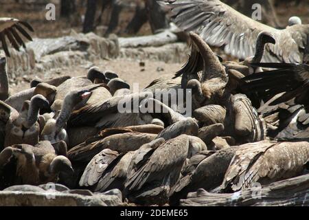 Kapgeier oder Kapgriffon (Gyps coprotheres), Hoedspruit Endangered Species Centre, Südafrika Stockfoto