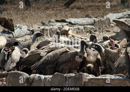 Kapgeier oder Kapgriffon (Gyps coprotheres), Hoedspruit Endangered Species Centre, Südafrika Stockfoto
