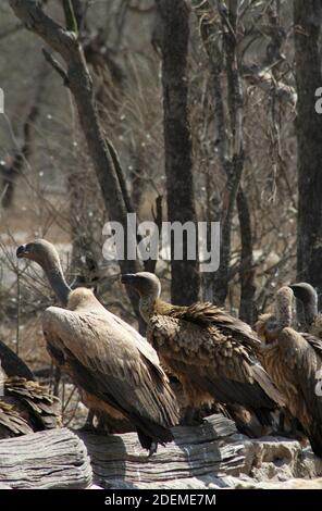 Kapgeier oder Kapgriffon (Gyps coprotheres), Hoedspruit Endangered Species Centre, Südafrika Stockfoto