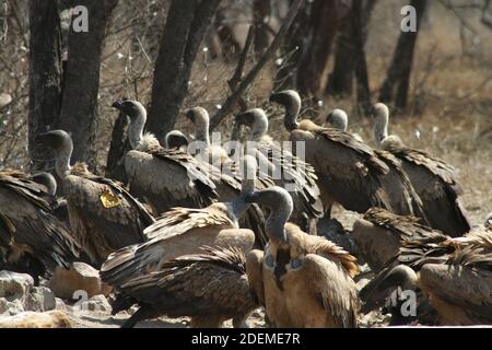 Kapgeier oder Kapgriffon (Gyps coprotheres), Hoedspruit Endangered Species Centre, Südafrika Stockfoto