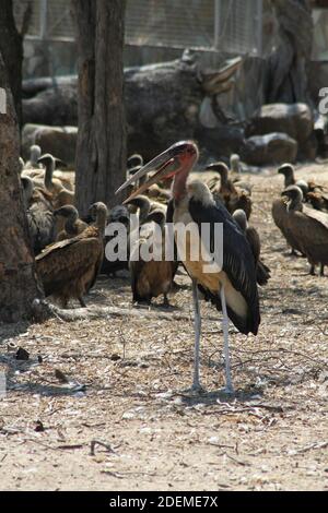 Marabou Storch (Leptoptilos crumenifer) und Kapgeier oder Kapgriffon (Gyps coprotheres), Hoedspruit Endangered Species Centre, Südafrika Stockfoto