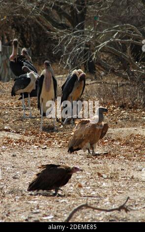 Marabou Storch (Leptoptilos crumenifer) und Kapgeier oder Kapgriffon (Gyps coprotheres) und Kapuzengeier (Necrosyrtes monachus), Hoedspruit Endan Stockfoto