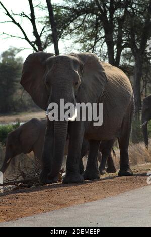 Afrikanischer Elefant (Loxodonta), Krüger Nationalpark, Südafrika Stockfoto