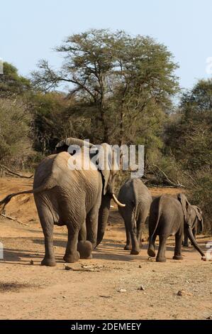 Afrikanischer Elefant (Loxodonta), Krüger Nationalpark, Südafrika Stockfoto