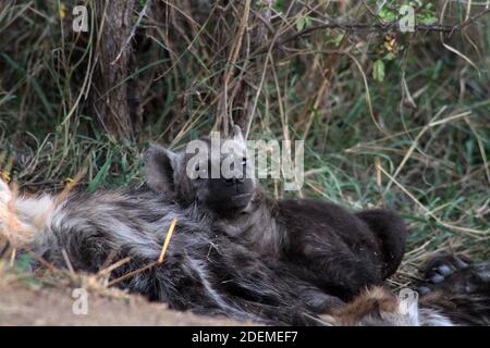 Flecked Hyena cub (Crocuta crocuta), Kruger National Park, Südafrika Stockfoto