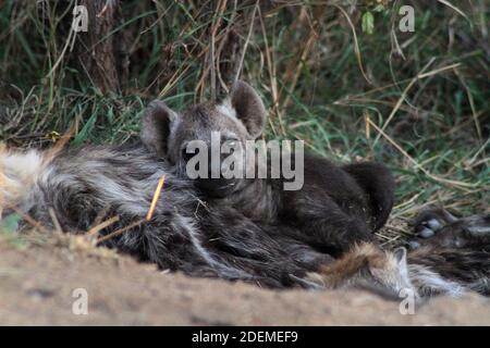 Flecked Hyena cub (Crocuta crocuta), Kruger National Park, Südafrika Stockfoto