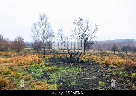 Die geschwärzten, verkohlten Überreste von Bäumen und Sträuchern in Chobham Common nach Heidebränden und früher Wiederanbauung, Chobham, Surrey Heath, Surrey Stockfoto