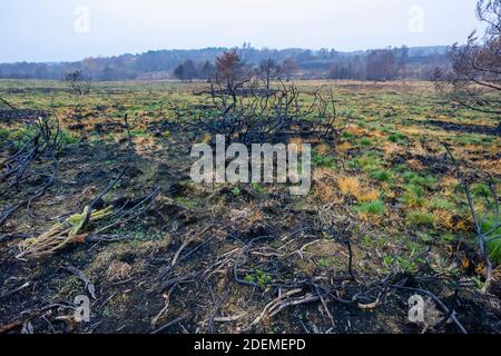 Die geschwärzten, verkohlten Überreste von Bäumen und Sträuchern in Chobham Common nach Heidebränden und früher Wiederanbauung, Chobham, Surrey Heath, Surrey Stockfoto