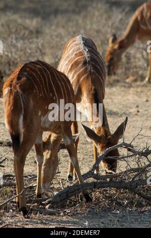 Nyala (Tragelaphus angasii), Kruger National Park, Südafrika Stockfoto