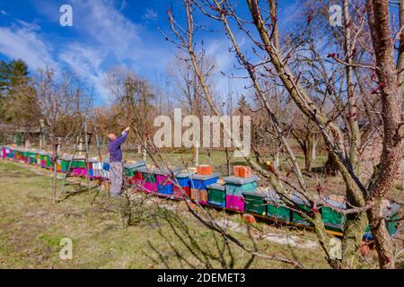 Älterer Landwirt, Gärtner beschneidet Zweige von Obstbäumen mit langen loppers im Obstgarten im frühen Frühjahr, in der Nähe von Bienenvolk, Bienenhaus. Stockfoto