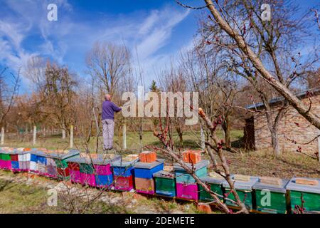 Älterer Landwirt, Gärtner beschneidet Zweige von Obstbäumen mit langen loppers im Obstgarten im frühen Frühjahr, in der Nähe von Bienenvolk, Bienenhaus. Stockfoto