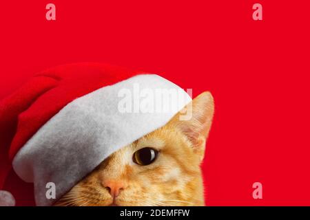 Foto von einem lustigen Katzengesicht in santa Hut auf rotem Hintergrund. Stockfoto