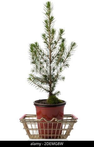 Verkauf eines Weihnachtsbaums. Dekorative Kiefer isoliert auf weißem Hintergrund. Ein Miniatur-Heimbaum in einem Topf in einem Warenkorb. Stockfoto