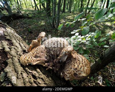 Dryad's Saddle Bracket Fungus (Polyporus squamosus), Blean Woodlands, Kent UK, gestapeltes Fokusbild Stockfoto