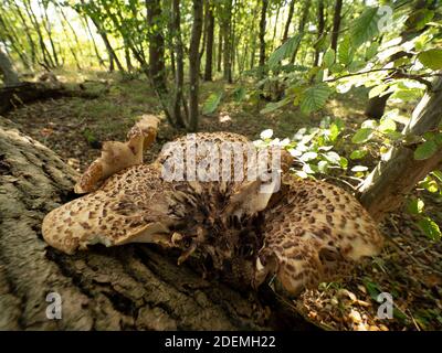 Dryad's Saddle Bracket Fungus (Polyporus squamosus), Blean Woodlands, Kent UK Stockfoto