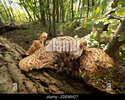 Dryad's Saddle Bracket Fungus (Polyporus squamosus), Blean Woodlands, Kent UK Stockfoto