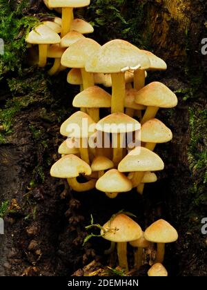 Klumpen von Schwefeltuft-Pilzen (Hypholoma fasciculare) auf faulen Baumstamm, East Blean Woodlands, Kent UK, gestapeltes Fokusbild Stockfoto