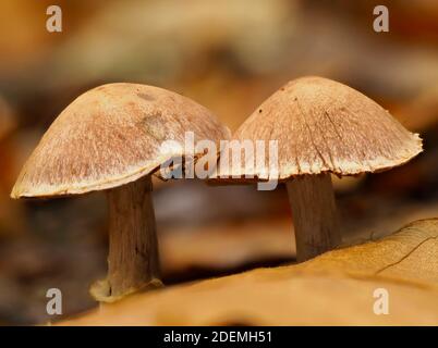 Flieder Haubenpilze (Mycena pura) unter Blattstreu, mit Moskito darunter, East Blean Woodlands, Kent UK, gestapeltes Fokusbild Stockfoto