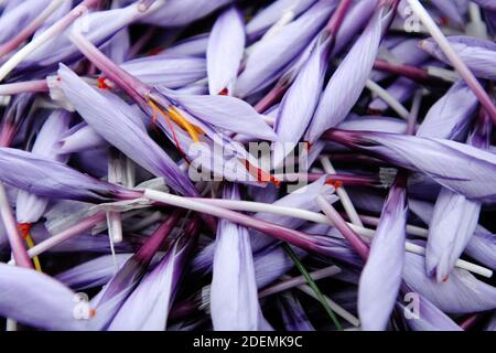 Italienischer Safran genannt Zafferano di Navelli in der Provinz L'Aquila in der Abruzzen Region Mittelitaliens. Stockfoto