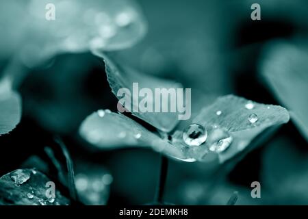 Vierblättrige Kleeblätter mit Tau-Tropfen. Transparenter Wassertropfen auf Blatt. Stockfoto