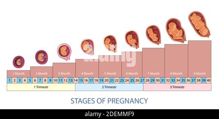 Infografik zu Stadien der Schwangerschaft und zur Entwicklung des Babyfötus. Stock Vektor