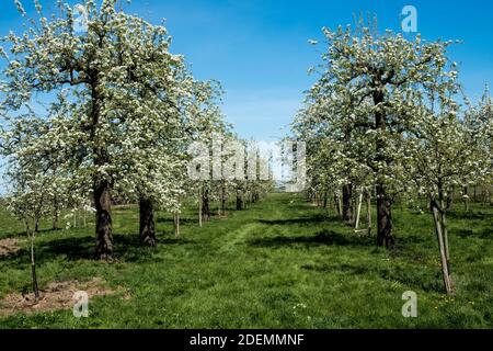 Alte Birnenbäume in einem Obstgarten Stockfoto