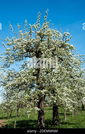 Alter Birnenbaum in voller Blüte Stockfoto