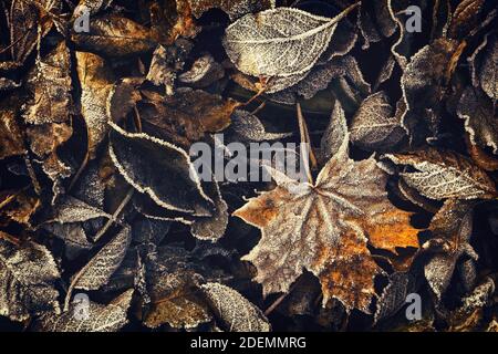 Herbst Blätter in blassen Farben mit dominanten orange und Braunes Ahornblatt Stockfoto