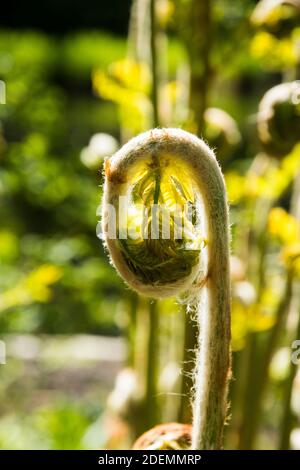 Neues Wachstum von Osmunda regalis Stockfoto