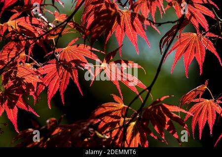 Rote Blätter von Acer palmatum 'Hessei' Stockfoto