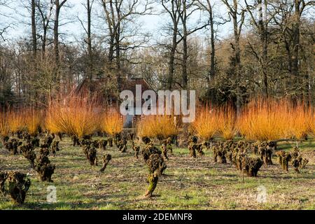 Die orangefarbenen Zweige der Salix alba 'Chermesina' Stockfoto