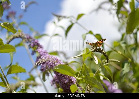 Roter Admiral Schmetterling in der Natur auf einer Blume, natürlichen Hintergrund, helle Natur Foto Stockfoto