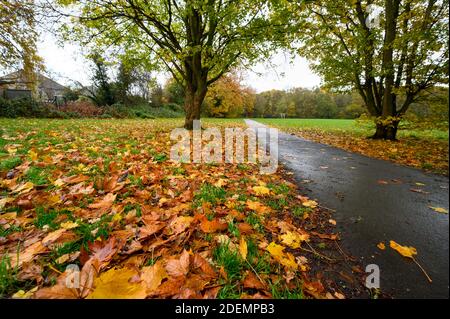 Herbstlaub in Hardington Park, Beckenham, Kent, Großbritannien. Die goldenen Blätter liegen auf dem grünen Gras. Herbstszene in Beckenham mit zwei Bäumen und Fußweg Stockfoto