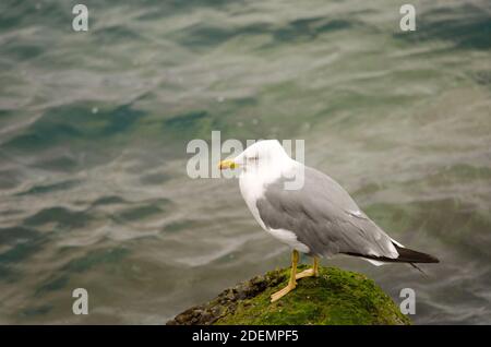 Gelbbeiner-Möwe Larus michahellis atlantis. Las Palmas de Gran Canaria. Gran Canaria. Kanarische Inseln. Spanien. Stockfoto