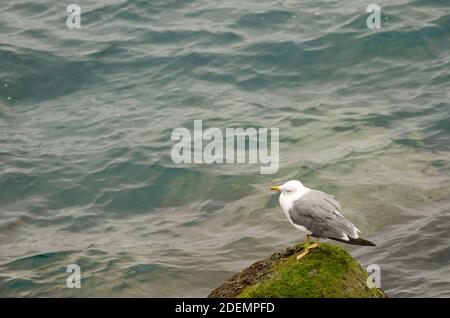 Gelbbeiner-Möwe Larus michahellis atlantis. Las Palmas de Gran Canaria. Gran Canaria. Kanarische Inseln. Spanien. Stockfoto