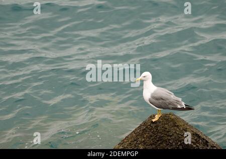 Gelbbeiner-Möwe Larus michahellis atlantis. Las Palmas de Gran Canaria. Gran Canaria. Kanarische Inseln. Spanien. Stockfoto