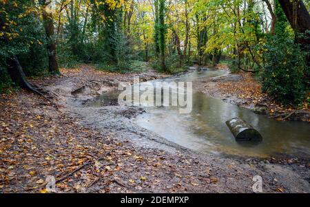 Ein Bach namens Beck in Hardington Park, Beckenham, Kent, Großbritannien. Der kleine Fluss fließt im Herbst durch Wald mit gefallenen Blättern. Stockfoto