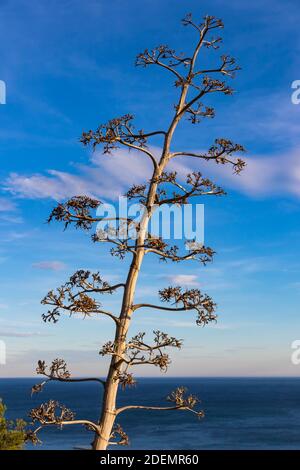 Blühende Agave Americana Pflanze (auch bekannt als Century Plant oder Sentry Plant oder Maguey oder American Aloe). Mittelmeer im Hintergrund. Malaga Stockfoto