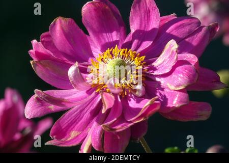 Japanischer Anemone hupehensis var. japonica 'Prinz Heinrich' Stockfoto