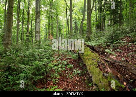 Alt-Wald mit verrottendem Baumstamm mit grünem Moos bedeckt Stockfoto