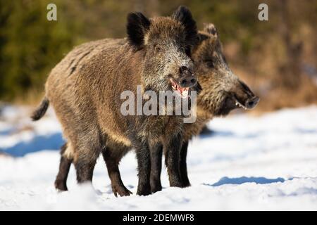 Zwei Wildschweine stehen auf der Wiese im Winter sonnige Natur Stockfoto