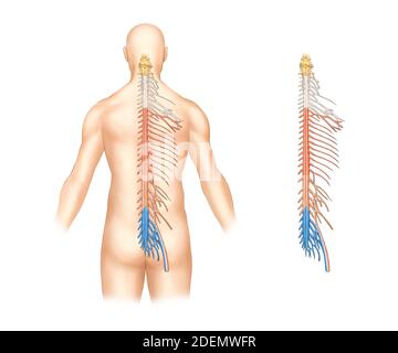 Anatomie des spinalen Nervensystems Stockfoto