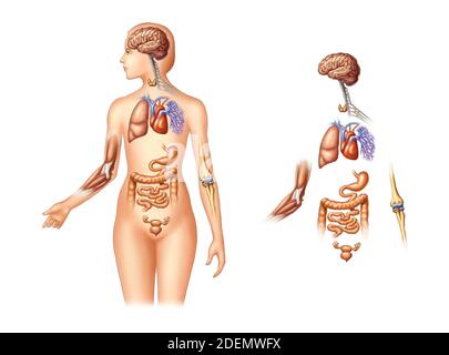 Organanatomie des menschlichen Körpers Stockfoto