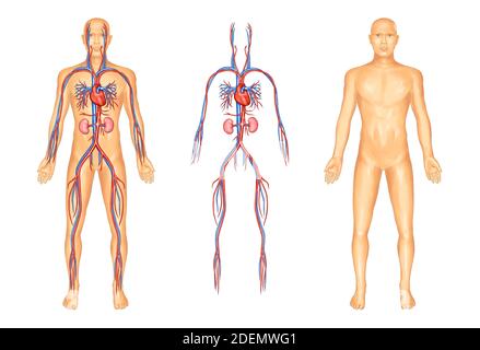 Anatomische Darstellung des menschlichen Gefäßsystems Stockfoto