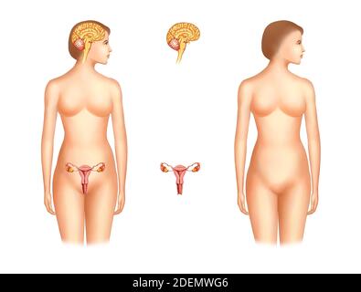 Weibliche Hypophyse und genitale Anatomie Stockfoto