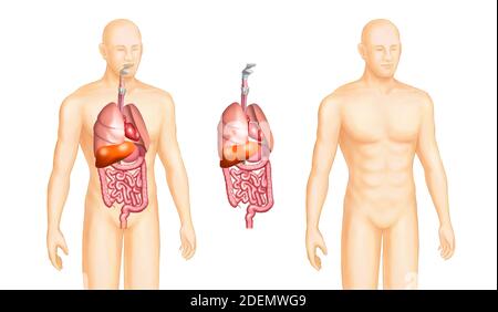 Anatomische Diagramme der inneren Organe Stockfoto