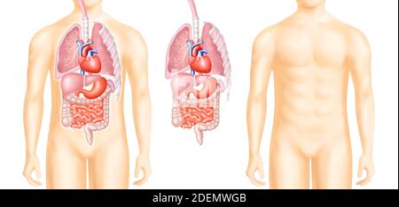 Anatomische Diagramme der inneren Organe Stockfoto