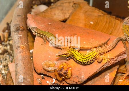 Skyros-Mauereidechse, Podarcis gaigeae in griechenland Stockfoto