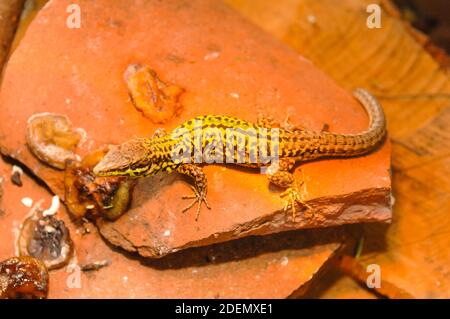 Skyros-Mauereidechse, Podarcis gaigeae in griechenland Stockfoto