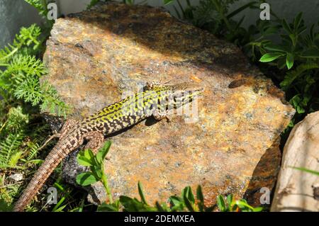 Skyros-Mauereidechse, Podarcis gaigeae in griechenland Stockfoto